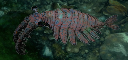 Anomalocaroids